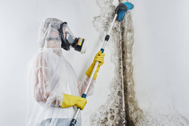 Best Kitchen Mold Remediation in Merrionette Park, IL