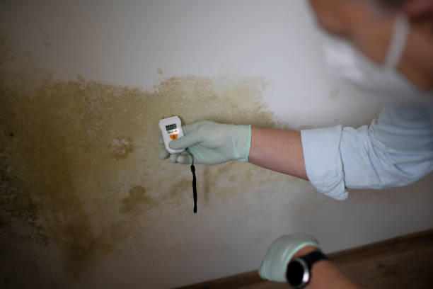 Best White Mold Remediation in Merrionette Park, IL